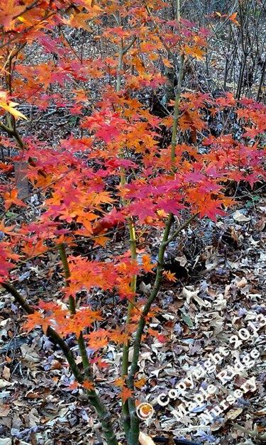 Acer palmatum 'Takao' - mapleridgenursery